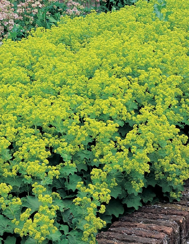 Манжетка мягкая Робустика 1 шт Р9